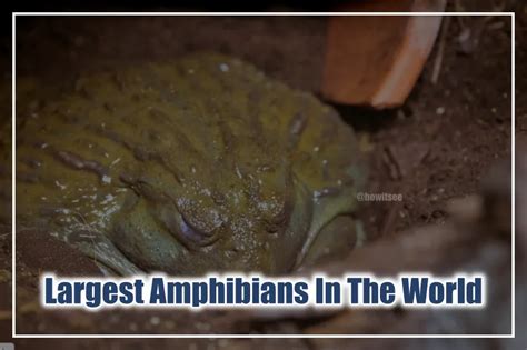 Top 10 Largest Amphibians In The World Biggest Amphibians 2023