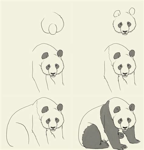 How To Draw Panda Panda Drawing Panda Sketch Animal Drawings