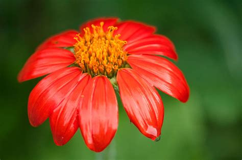 Amazing annual flowers for sun. 12 Best Annual Flowers for Full Sun