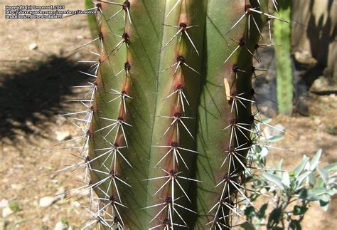 Located on 99th ave & mcdowell, in between desert spas & the dry cleaners, the phoenix dispensary staff prides themselves on providing patients with an unforgettable collaborative experience of community and quality. PlantFiles Pictures: Mountain Organ Pipe, PItaya Colorada ...