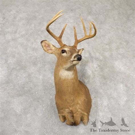 Whitetail Deer Shoulder Mount For Sale 18849 The Taxidermy Store