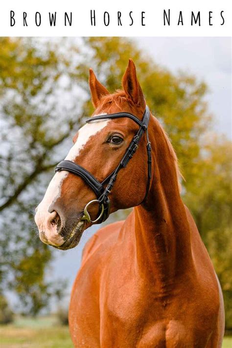 Brown Horse Names 200 Ideas For Bay Brown And Chestnut Horses