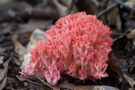 Red Coral Mushroom Stock Photo Image Of Botrytoides