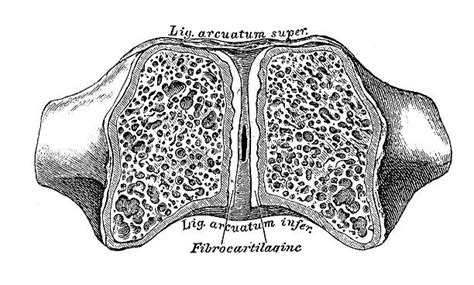 80 Drawing Of The Diagram Of Pelvic Area Stock Photos Pictures