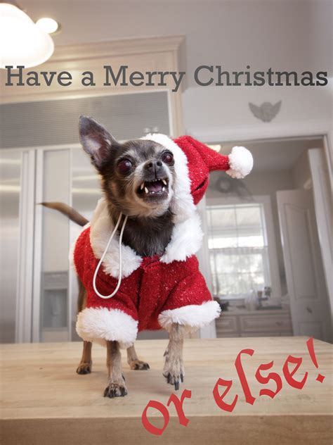 29 Animals That Hate Christmas More Than The Grinch
