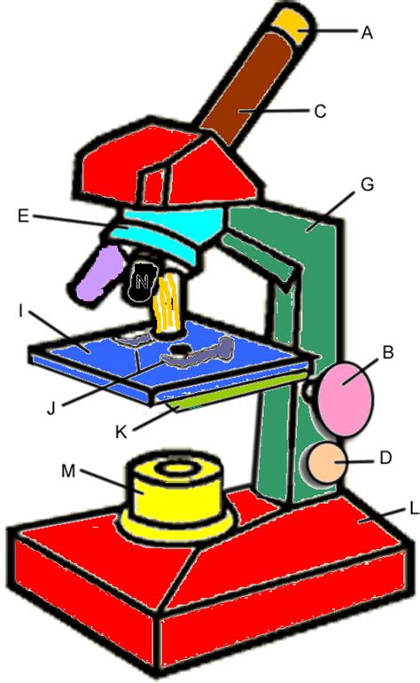Compound Microscope Drawing With Color Micropedia