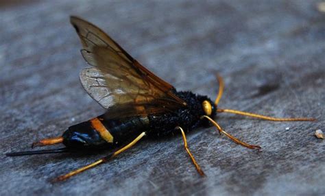 Wood Wasp From Alaska Whats That Bug