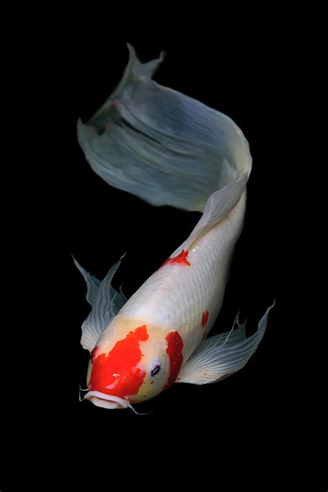 Two White And Red Koi Fish Swimming In The Dark Water With Their Tails
