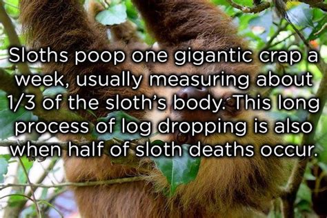 Weird Animal Facts Animals