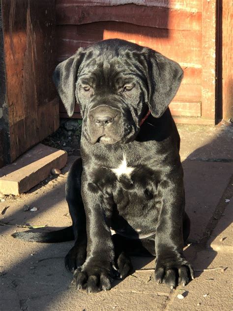 Cane Corso Puppies For Sale Indianapolis In 324030