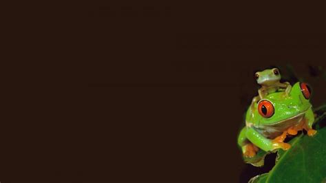 Animated Frog Android Iphone Desktop Hd Backgrounds Wallpapers