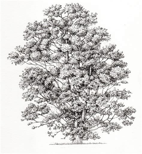 Maple Acer Campestre Tree Botanical Illustration By Lizzie Harper