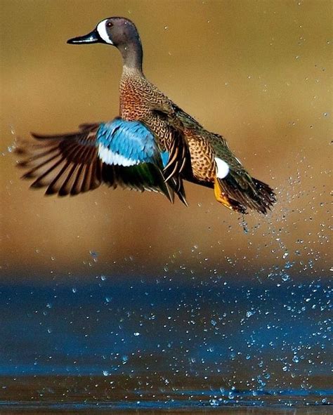 Best 25 Blue Winged Teal Ideas On Pinterest Teal Duck Ducks And