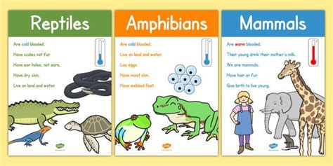 Animal Groups Display Posters Animal Groups Animals Classifying Animals