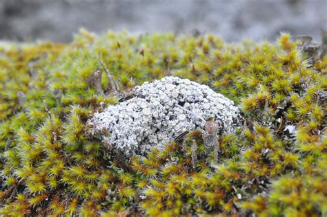 Tundra Saucer Lichen Lichens And Fungi Of Montana Vol 2 M Z