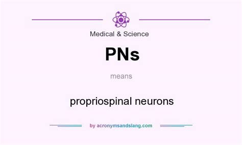 Pns Propriospinal Neurons In Medical And Science By
