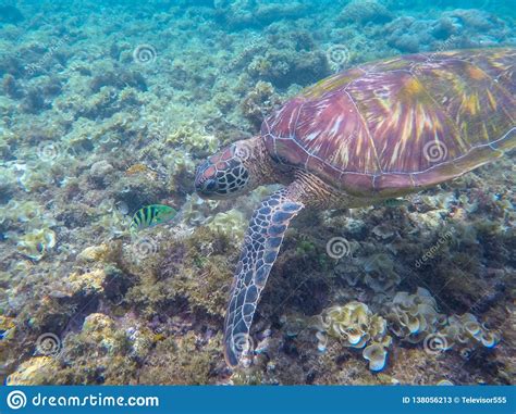 Sea Turtle And Coral Fish Exotic Marine Turtle Underwater