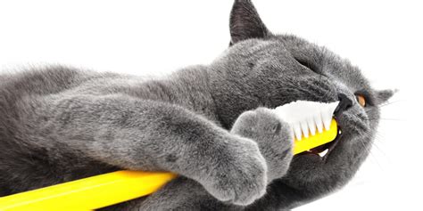 It just takes patience and a a step by. Do You Need To Brush Your Cat's Teeth?
