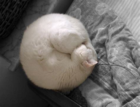 Cute Cat Monday A Symphony Of Round