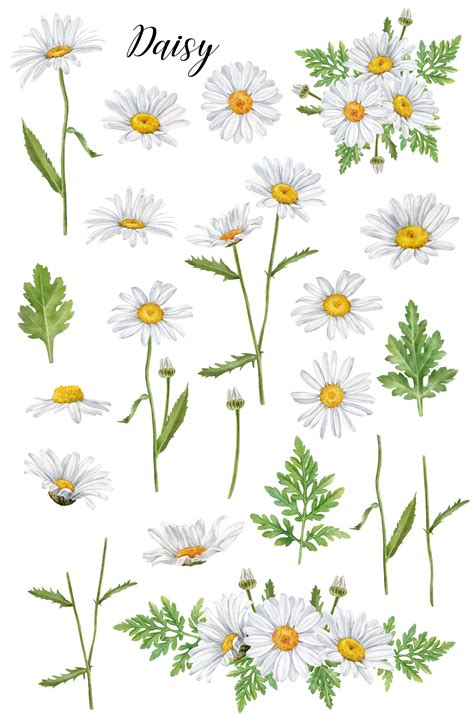 Daisy Flower Drawing Daisy Art Flower Art Flower Of May Floral