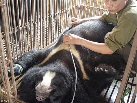 Bears Held To Harvest Their Bile Are Going On Hunger Strikes As Their