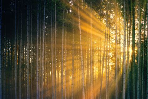 Sun Rays Shining Through Trees In Forest During Sundown · Free Stock Photo