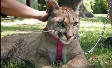 80 Pound Pet Cougar From Nyc Transported To Arkansas Refuge