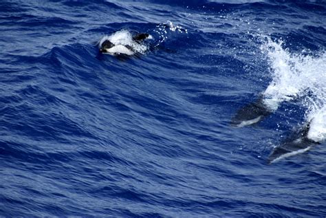 Hourglass Dolphin American Oceans