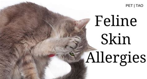 Cat Skin Allergies How To Identify And Treat Symptoms Cat Skin Cat