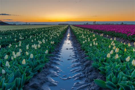 Tulip Fields In The Netherlands Rmostbeautiful