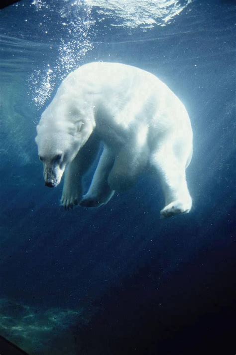Polar Bear Swimming Underwater Alaska Polar Bear Bear Bear Photos
