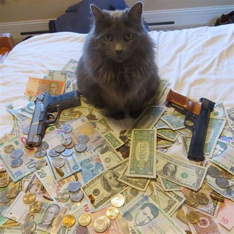 Rich Gangster Cats Flexing Their Wealth Funny Animals Funny Animal
