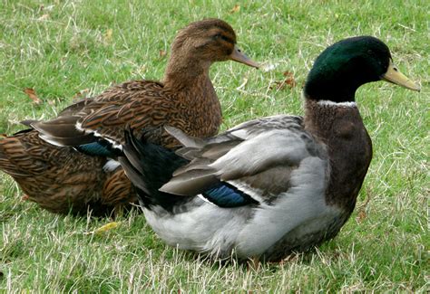 Rouen Ducks Breed Information Omlet