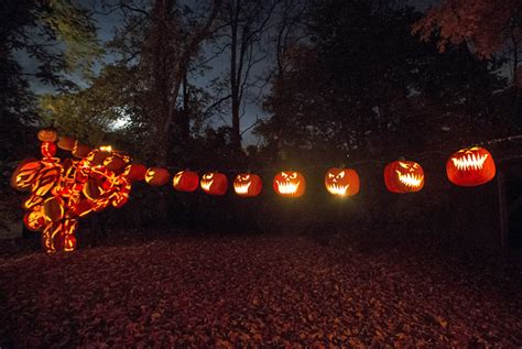 Thousands Of Pumpkins On Display At The Great Jack O Lantern Blaze In