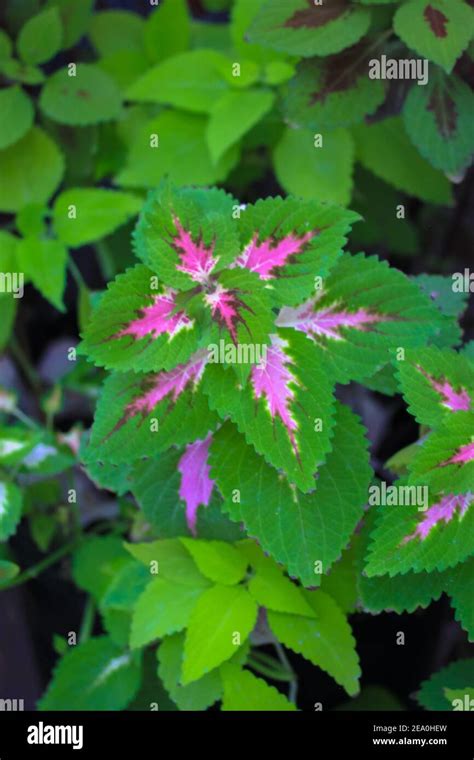 Multicolored Green And Pink Leaves Of The Coleus Flower Close Up Care