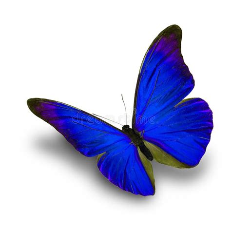 40035 Butterfly Flying Stock Photos Free And Royalty Free Stock Photos