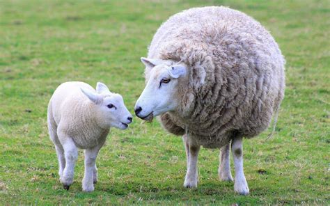 Ewe And Lamb Sheep Wallpaper 39399948 Fanpop