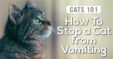 Vomiting itself is what is … How to Stop a Cat From Vomiting After Eating | Pet Cat Friends