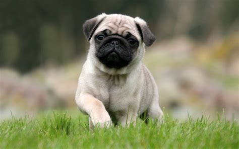 Cute Pug Wallpapers Wallpaper Cave