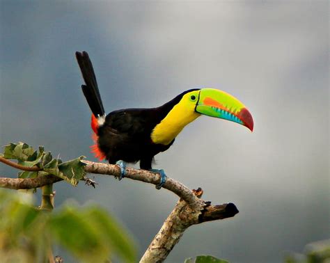 Online Crop Hd Wallpaper Bird Parrot Toucan Tropical Wallpaper