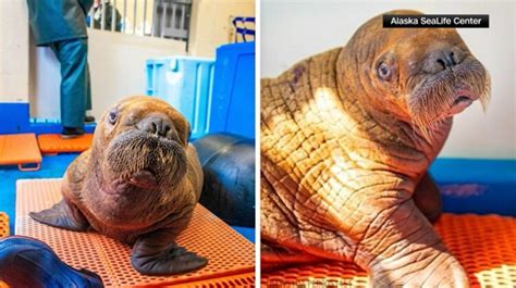 Orphaned Baby Walrus Found In Alaska Getting Care And Cuddles From