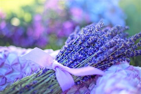 How To Grow And Dry Lavender Maine Garden Ideas