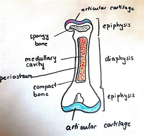 Sketch A Typical Long Bone And Label Its Epiphyses Diaphys Quizlet