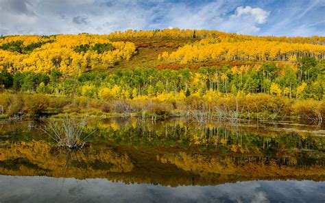 Diversity In Fall Colorado Usa Forest Birch With Autumn