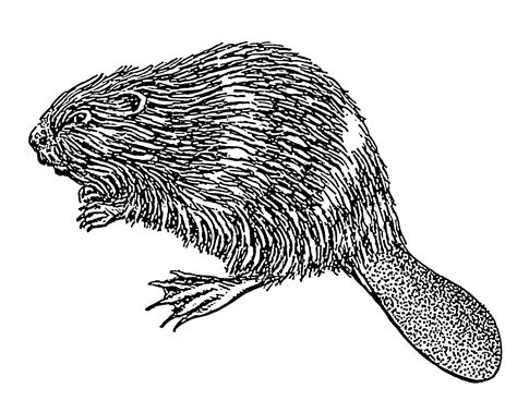 Beaver Illustration Transparent Png Stickpng