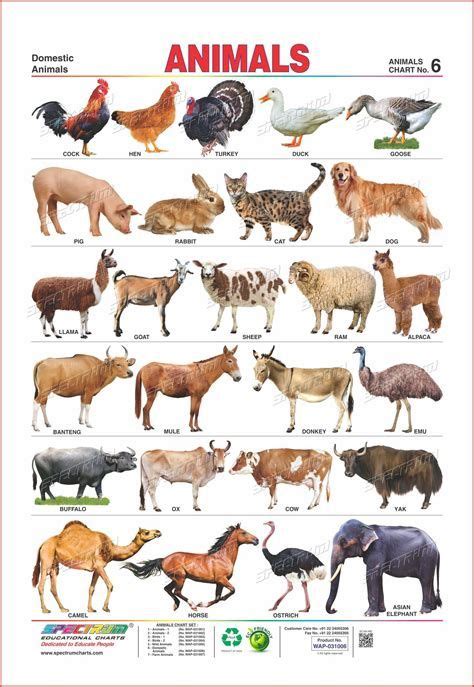 Buy Two In One Educational Wall Chart Domestic Animals Animals Wild