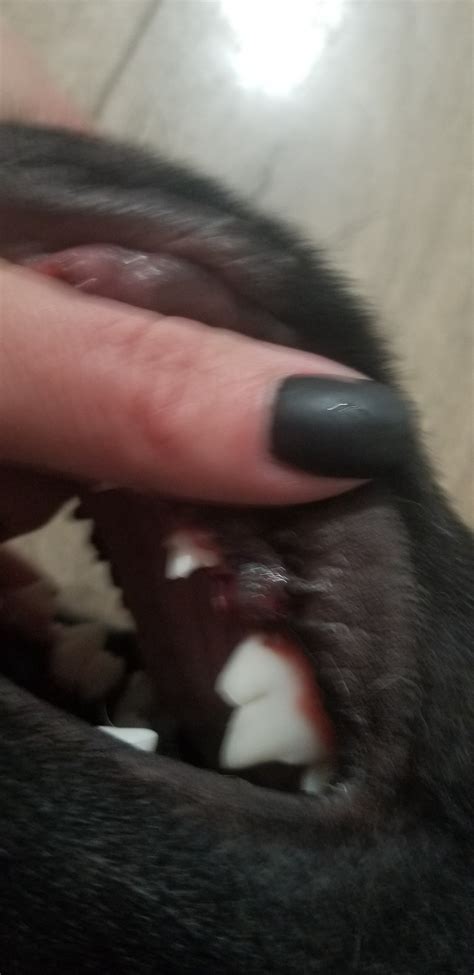 My 5 month old puppy broke her molar in half. It's a baby tooth a d she wont let me get a good