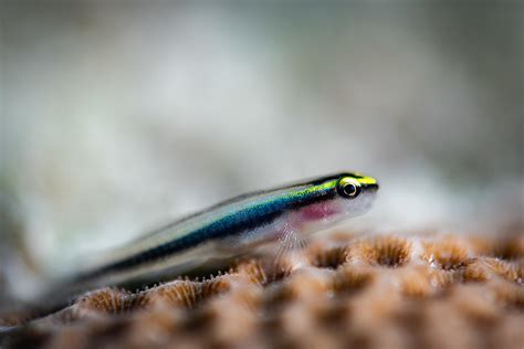 Striped Pygmy Goby Photograph By Nand Kapadia Pixels