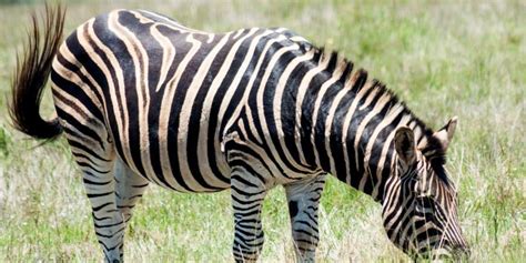 How A Zebra Got Its Stripes According To The World’s Oldest People Workingabroad