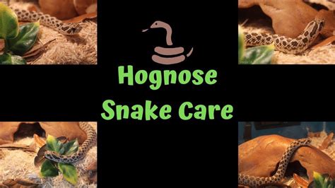Hognose Snake Care! | Hognose snake, Snake, Care